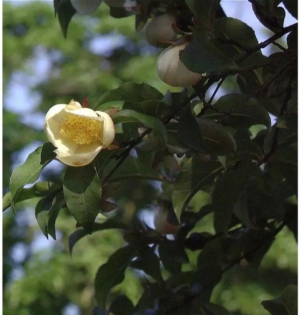 Japanische Scheinkamelie Stewartia pseudocamellia von Die Nr-01.de für deinen Garten, Höhe: 40-60 cm - Bild 1