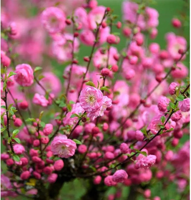 Mandelbäumchen Rosenmund Prunus triloba Strauch in Rosa/Pink, Höhe: 40-60 cm - Bild 1