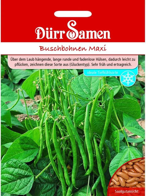 Dürr Buschbohnen Maxi Saatgut 155 g - Bild 1