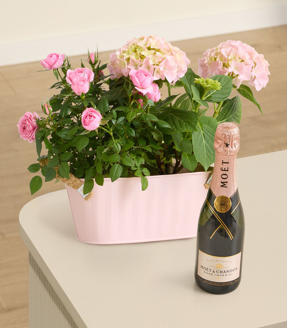 BLUME2000 Topfpflanze in Pink und Hellpink für hellen bis halbschattigen Standort - Bild 1