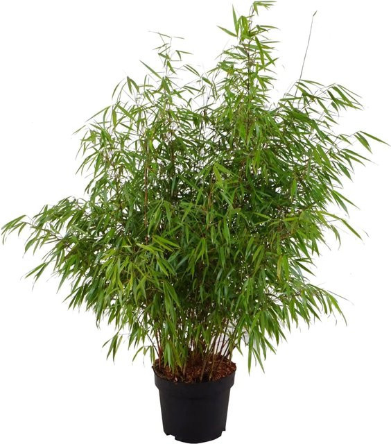 GROW by OBI Gartenbambus Fargesia murielae Asian Wonder in Grün, Topf 10l, Höhe: 80-100 cm - Bild 3