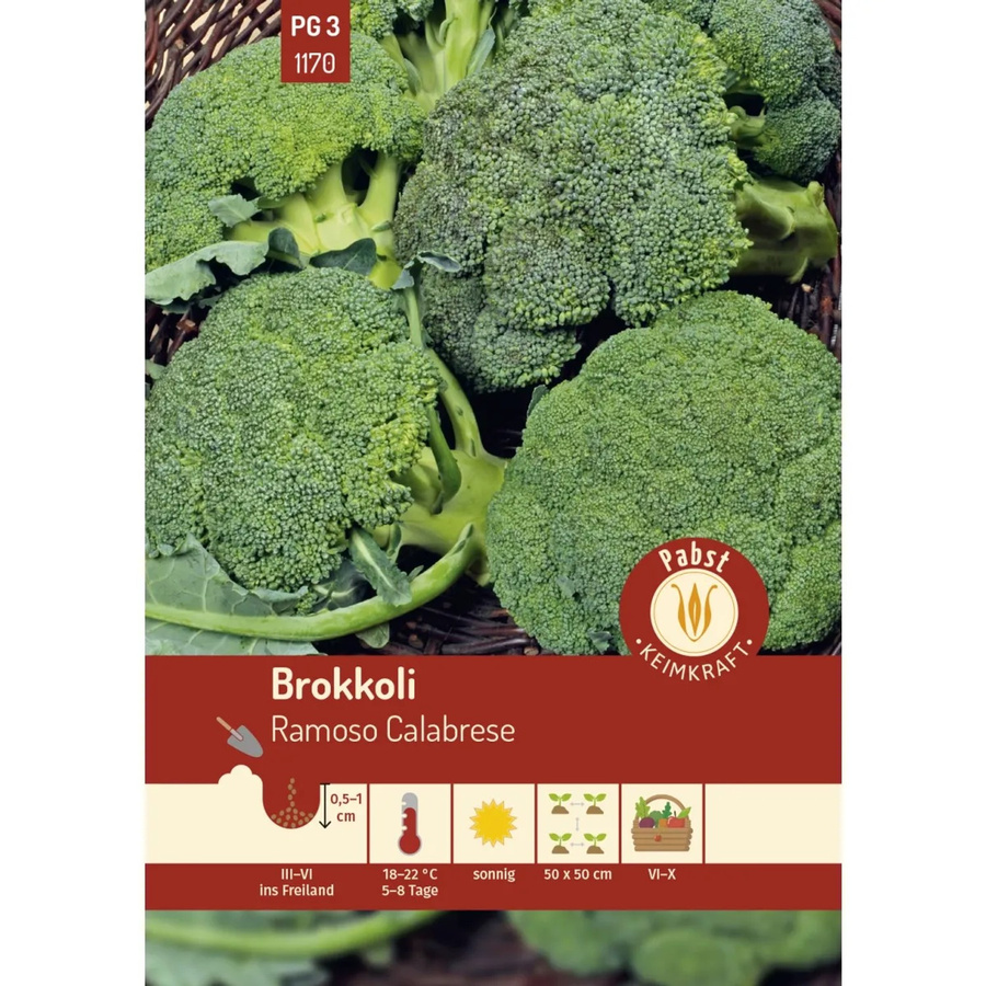 Pabst Keimkraft Brokkoli Ramoso Calabrese Saatgut Grün Vieltriebig - Bild 2
