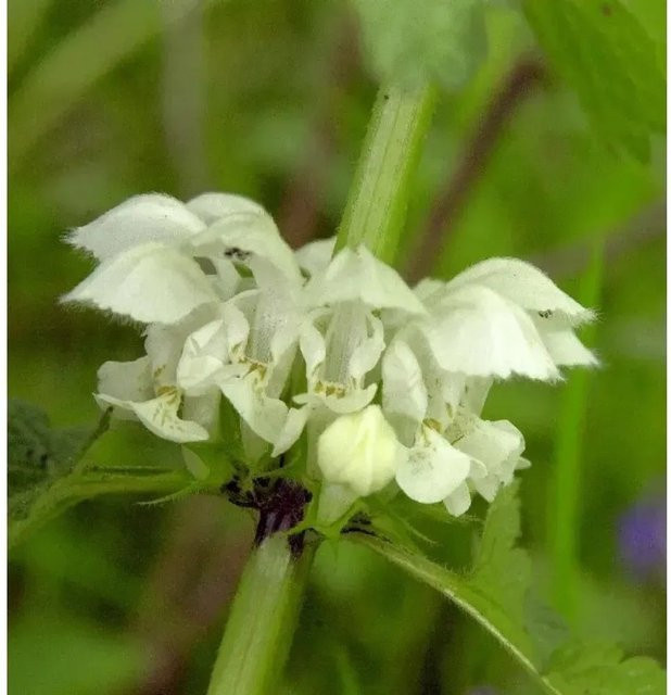 Lamium album Taubnessel als mehrjährige Gartenpflanze von Nr-01.de - Bild 1