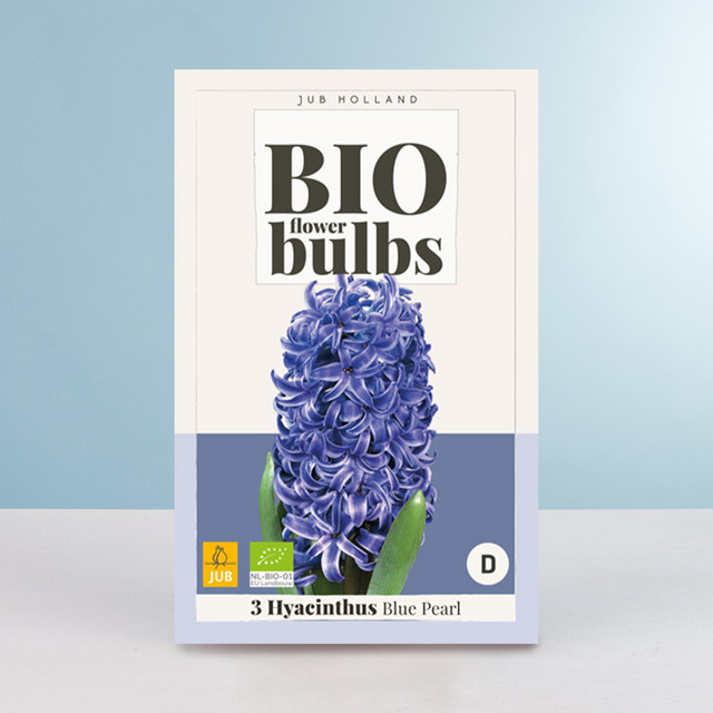 BIO Hyazinthe Blue Pearl mit 3 Zwiebeln für dein Staudenbeet oder den Balkonkasten - Bild 1