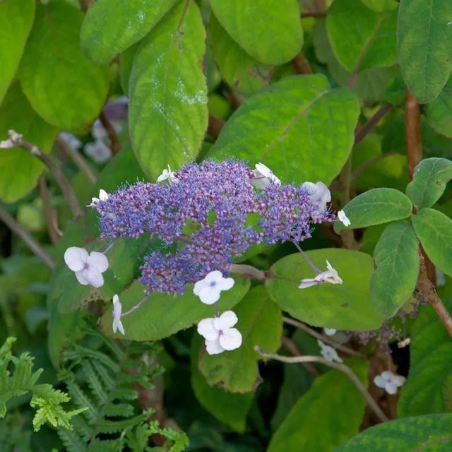 Samthortensie Hydrangea sargentiana Strauch für den Garten von Nr-01.de, Höhe: 30-40 cm - Bild 1