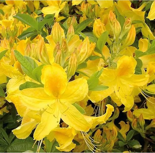 Hochstamm Azalee Goldtopas Rhododendron luteum gelbe Alpenrose Höhe: 60-80 cm - Bild 1