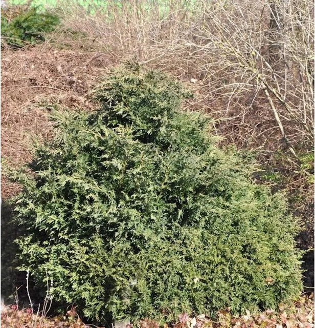 Kissenzypresse Caesia Chamaecyparis Nr-01.de grün, Höhe: 55 cm - Bild 1