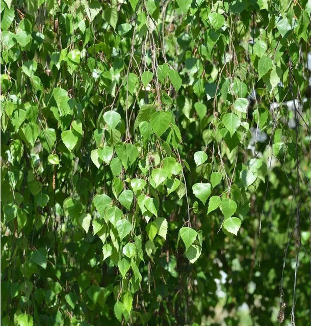 Hochstamm Trauer-Birke Youngii Betula pendula für deinen Garten, Höhe: 60-80 cm - Bild 1