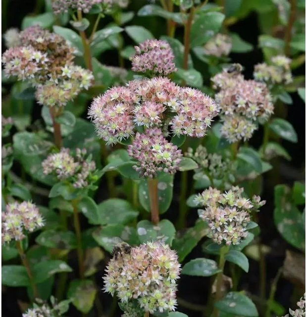 Große Fetthenne Sedum telephium als mehrjährige Gartenpflanze von Nr-01.de - Bild 1