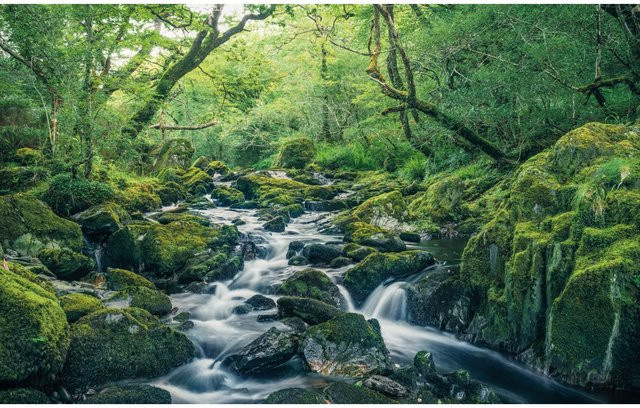 Komar Fototapete Vlies Green Tales, Farbe: Green, B x H: 400 x 250 cm - Bild 1