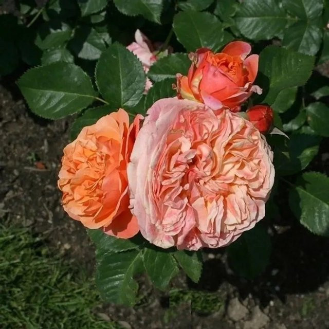 Nostalgierose Mary Ann in Rosa von Nr-01.de als Solitärpflanze und Schnittblume - Bild 1