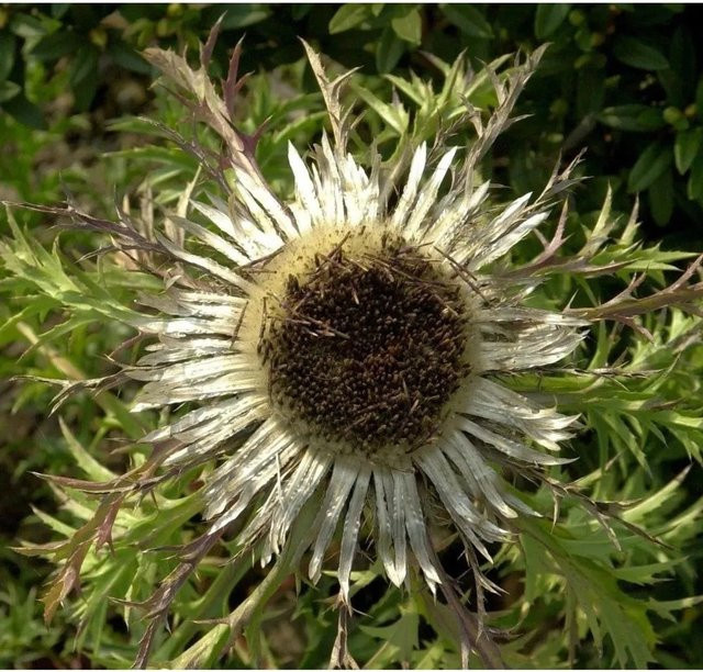 Carlina acaulis Silberdistel als mehrjährige Staude im Topf, Multicolor - Bild 1