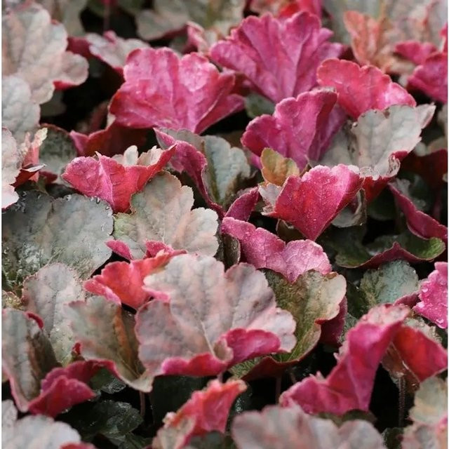 Heuchera micrantha Purpurglöckchen Mocha Bodendecker in Lila von Nr-01.de - Bild 1