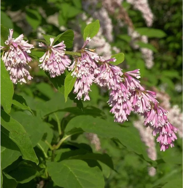 Syringa reflexa Bogenflieder Strauch von Nr-01.de in Weiß, Pink und Dunkelrosa, Höhe: 60-80 cm - Bild 1