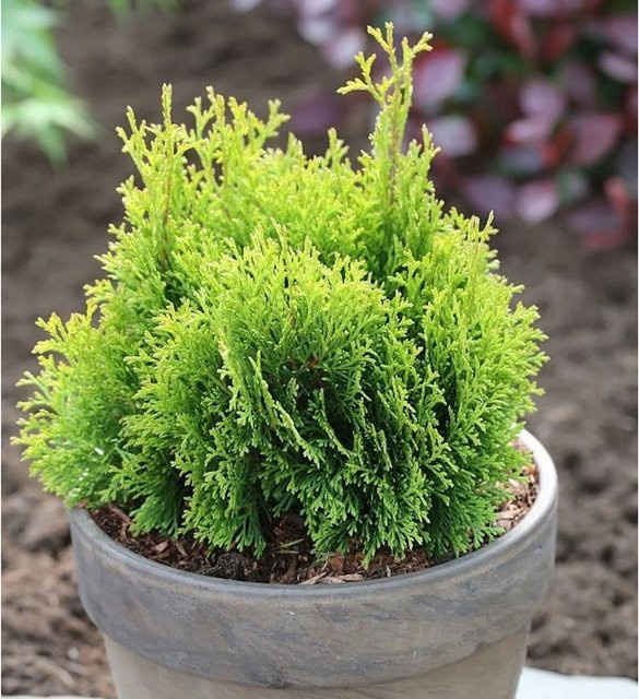 Gelbe Scheinzypresse Miky Chamaecyparis awsoniana in Gelb und Grün, Höhe: 25-30 cm - Bild 1