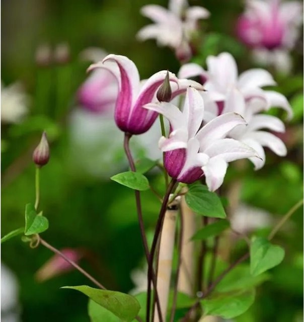 Clematis texensis Englische Waldrebe Princess Kate Kletterpflanze in Weiß und Violett für Garten und Kübel, Höhe: 40-60 cm - Bild 1