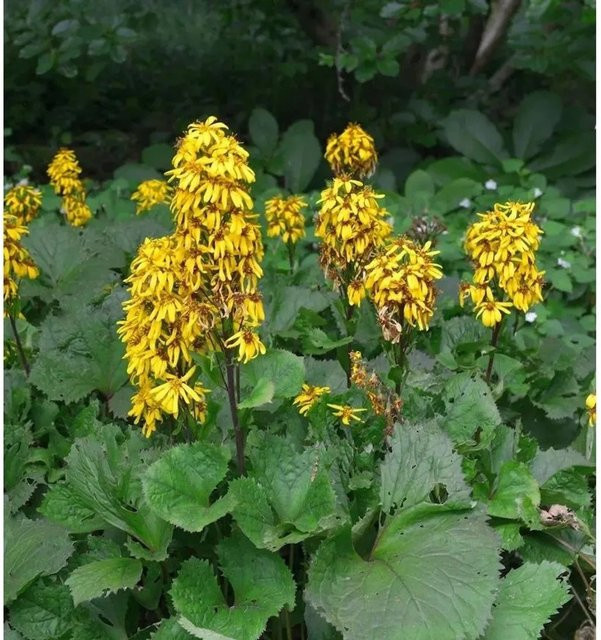 Hessisches Kreuzkraut Ligularia hessei als mehrjährige Solitärpflanze für Uferzonen und Gehölzränder - Bild 1