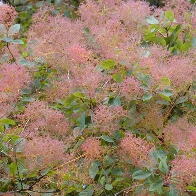 Arborix Perückenstrauch Cotinus coggygria in Pink mit Herbstfärbung im Container - Bild 1