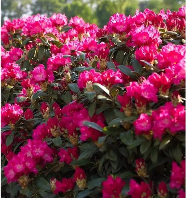 Großblumiger Rhododendron Karl Naue Alpenrose von INKARHO Pflanzen in Pink, Höhe: 30-40 cm - Bild 1