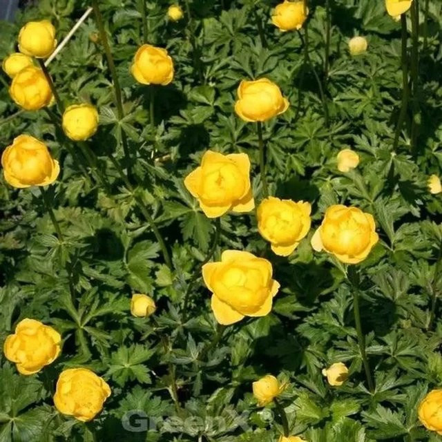 Trollblume Earliest of All Trollius cultorum gelbe Staude für den Garten - Bild 1