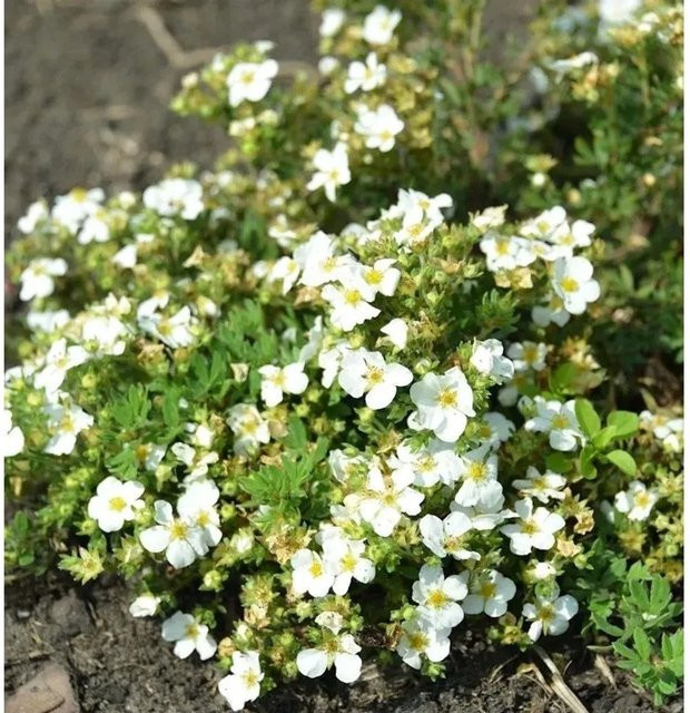 10x Fünffingerstrauch Snowflake Potentilla fruticosa weiß als Bodendecker und Zierstrauch - Bild 1