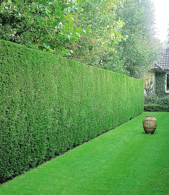 Leyland-Zypressen-Hecke - Bild 1