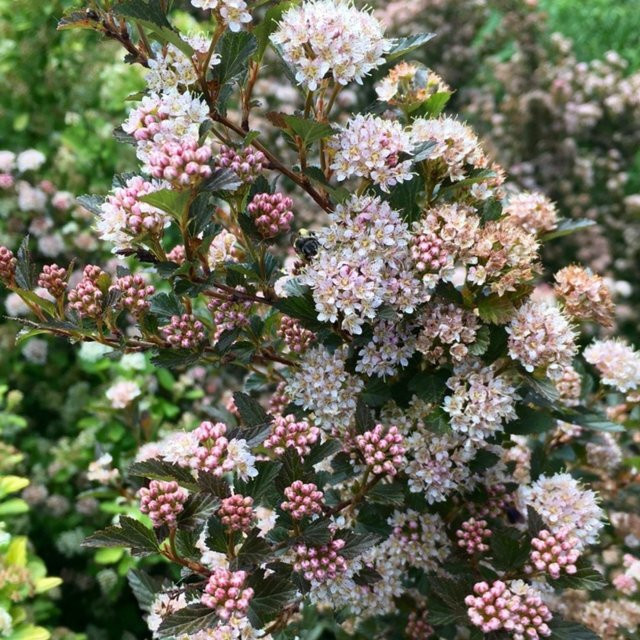 Physocarpus Magical Sweet Cherry Tea Blasenspiere in Rosa-Weiß als Zierstrauch und Heckenpflanze - Bild 1