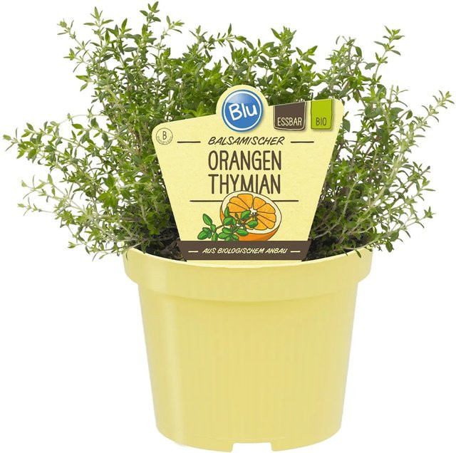 Blu Orangenthymian in Topf Durchmesser: 12 cm - Bild 1