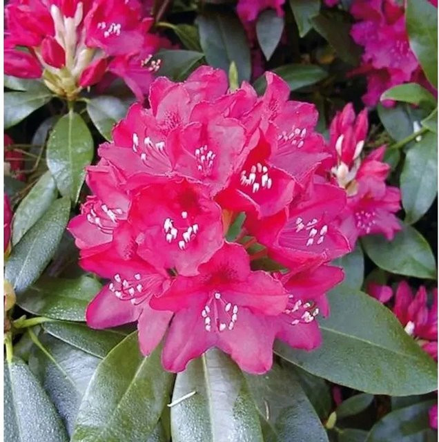 INKARHO Rhododendron Nova Zembla Alpenrose, pink, 35 cm Höhe - Bild 1