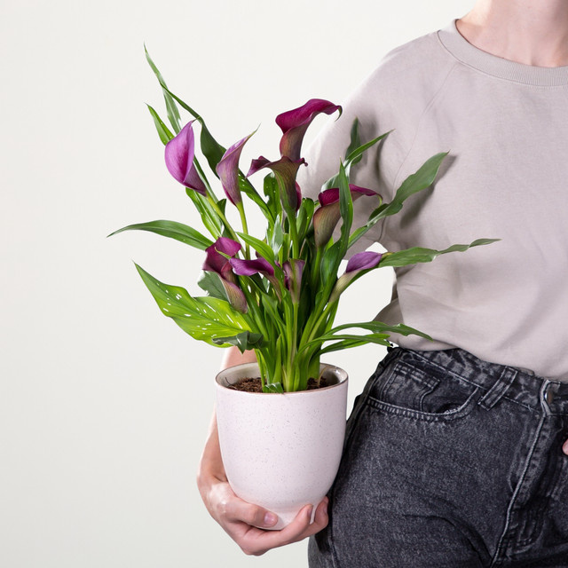 Afrikanische Calla Dunkelrot von BLUME2000 - Bild 1