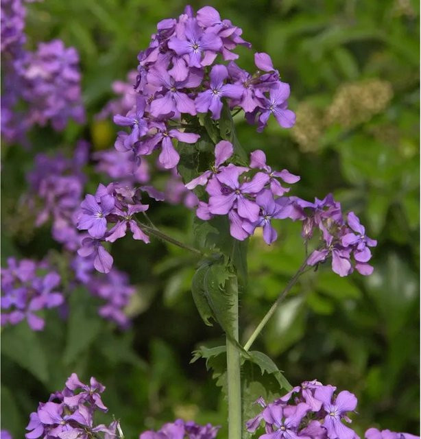 Lunaria annua Silberling Staude für den Garten - Bild 1