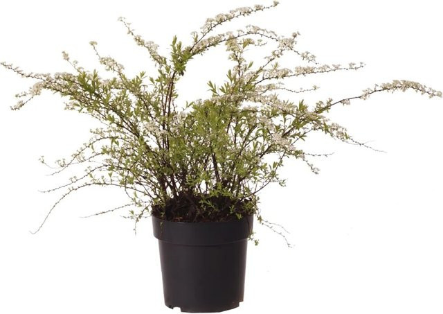 GROW by OBI Spierstrauch Spiraea cinerea im 4,5l Topf, Höhe: 50-60 cm - Bild 1