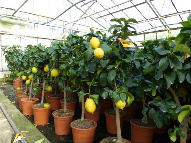 Grünwaren Zitronenbaum Citrus Limon Zitruspflanze, Höhe: 50 - 70 cm - Bild 1