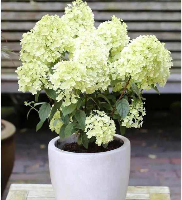 Rispenhortensie Bobo Hydrangea paniculata weiß für den Garten - Bild 1