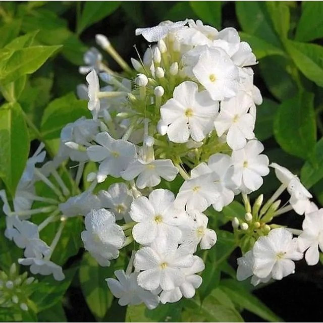 Phlox Paniculata Hohe Flammenblume Fujiyama von Nr-01.de als mehrjährige Beetpflanze und Schnittblume - Bild 1