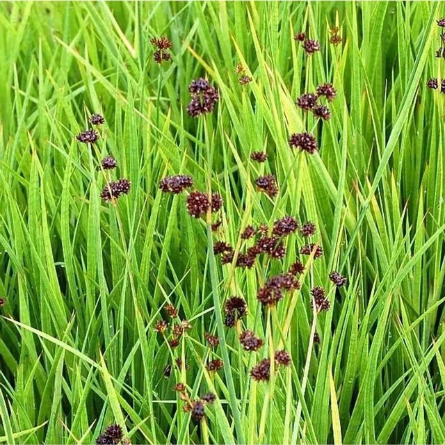 Zwergbinse Juncus ensifolius als grüne Wasserpflanze für die Teichrandbepflanzung von Nr-01.de - Bild 1