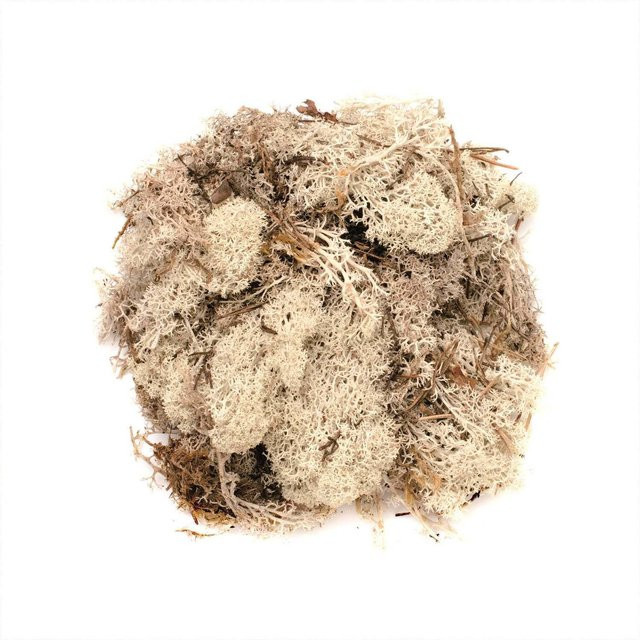 Glorex Islandmoos Natur 50g - Bild 1