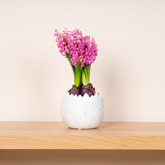 Keramik Übertopf Ei von BLUME2000 in Cremeweiß für Tischdeko und Frühling, Höhe: 11,5 cm - Bild 1