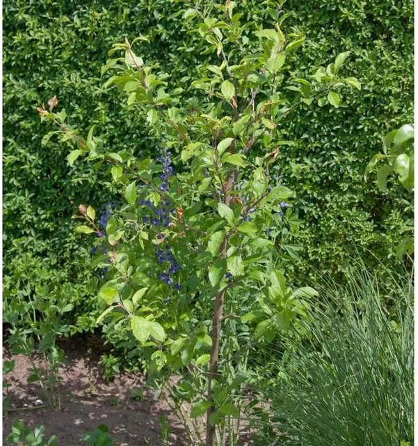 Pflaume Unika Prunus domestica Obstbaum von Die Nr-01.de, Höhe: 60-80 cm - Bild 1