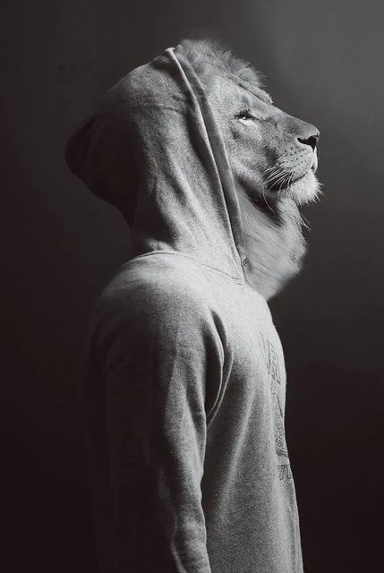 Art Universe Glasbild Löwe im Hoodie modern Illustration Grau B: 60 cm, H: 90 cm - Bild 1