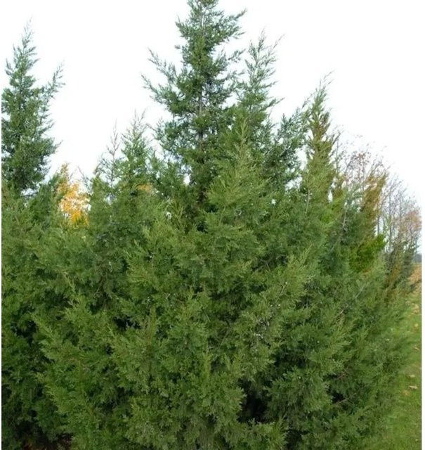 Chinesischer Wacholder Keteleeri Juniperus chinensis Strauch, grün, Höhe: 80-100 cm - Bild 1