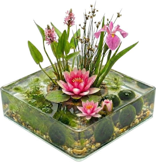 Vdvelde Mini Teich Komplettset Rosa mit 11 Wasserpflanzen, Bakterien und Kies für 25 bis 90 l - Bild 1