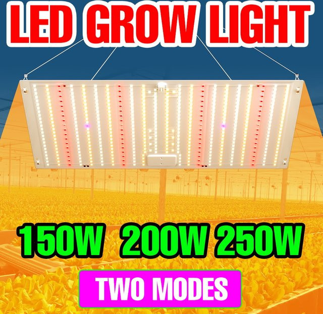 CanLing 250 W LED Vollspektrum Quantum Board Pflanzenlampe mit UV-Licht für Gewächshäuser und Zelt, Weiß - Bild 1