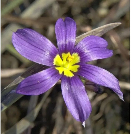 Blaue Binsenlilie Sisyrinchium angustifolium als Gartenstaude im Topf