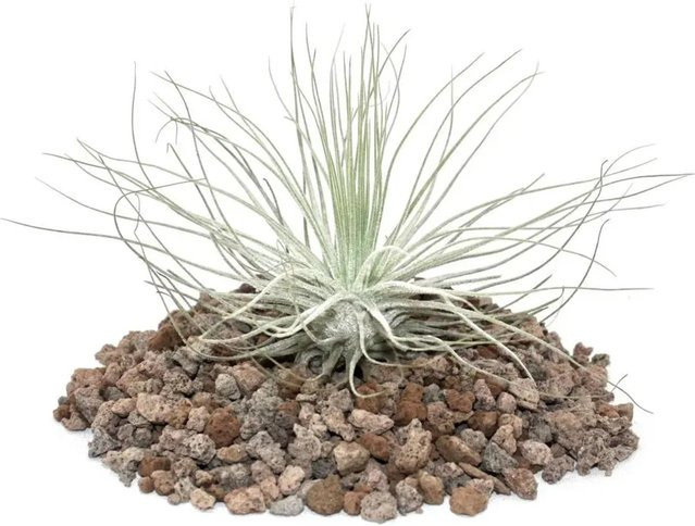 Exotenherz Tillandsia Magnusiana Lose Pflanze - Bild 1