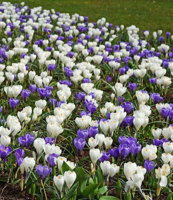 Krokus-Mix Blau-weiß - Bild 1