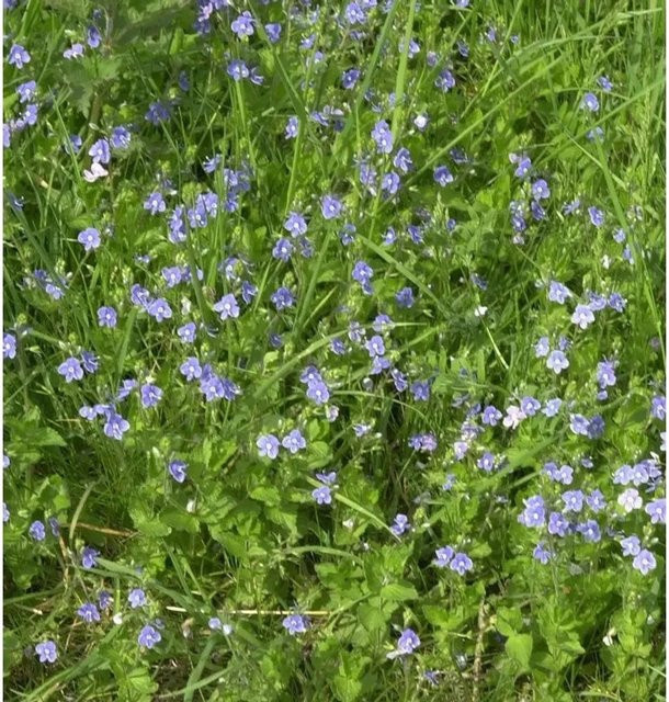 Zwerg-Polster-Ehrenpreis Veronica iwanensis als blauer Bodendecker und Stauden-Pflanze im Topf - Bild 1