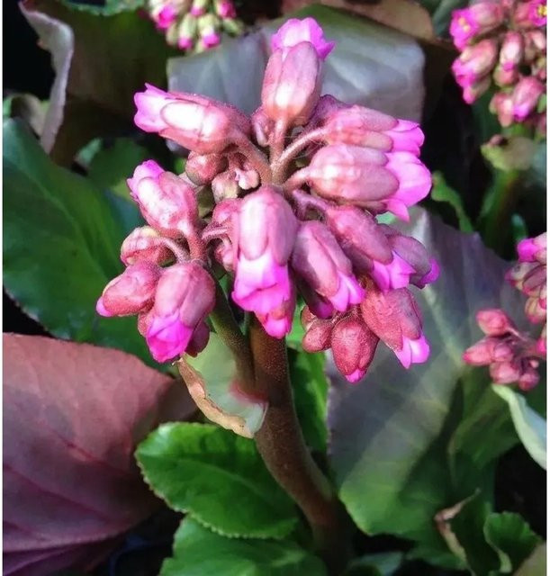 Bergenia cordifolia Abendglut pink - Staudenart Bodendecker von Nr-01.de - Bild 1