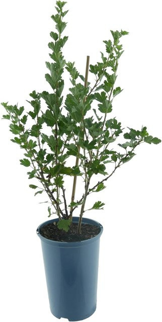 Gelbe Bio Stachelbeere Ribes uva-crispa im Topf, Höhe: ca. 35 cm - Bild 1
