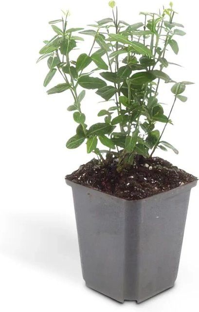Exotenherz Bodendecker Kriechspindel Euonymus Fortunei Radicans im 9cm Topf, Set mit 6 Pflanzen, Grün - Bild 1